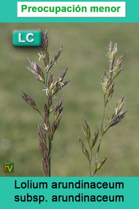 Lolium arundinaceum arundinaceum