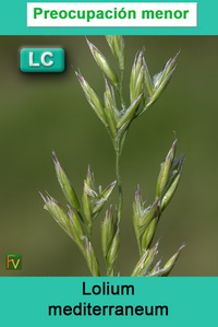 Lolium mediterraneum