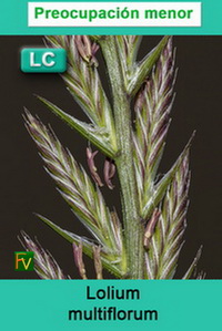 Lolium multiflorum
