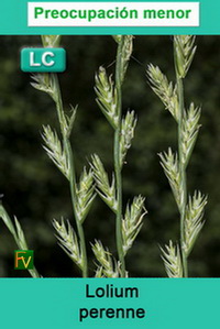 Lolium perenne