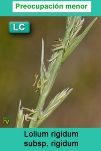 Lolium rigidum rigidum