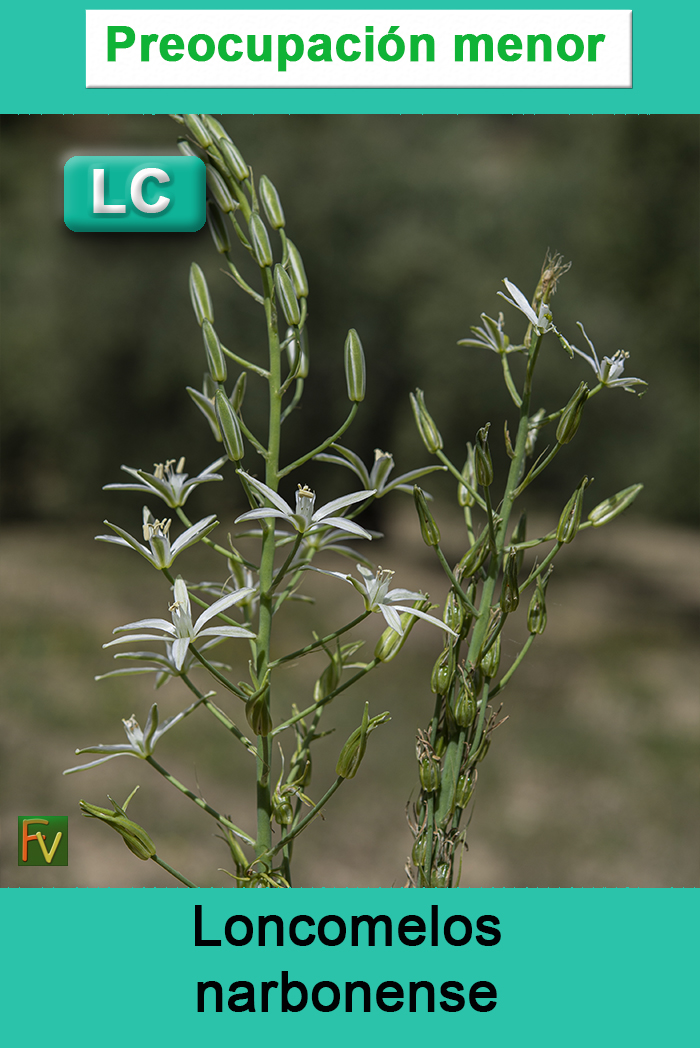 Loncomelos narbonense