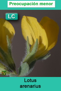 Lotus arenarius