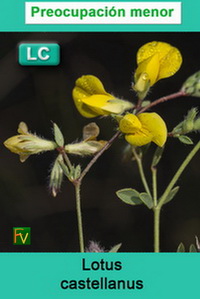 Lotus castellanus