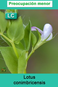 Lotus conimbricensis