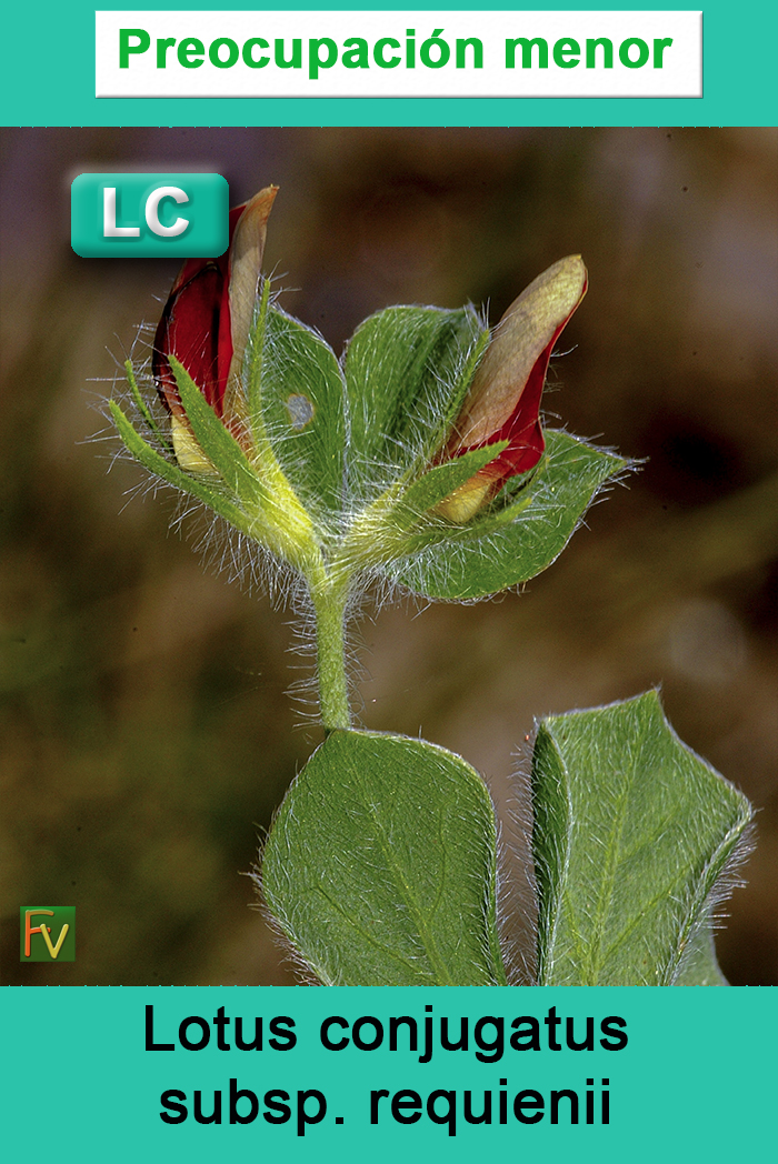 Lotus conjugatus requienii
