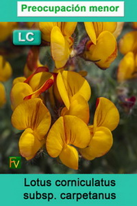 Lotus corniculatus carpetanus