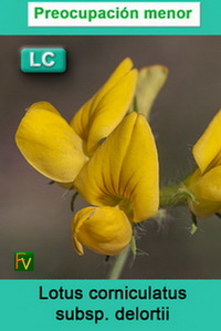 Lotus corniculatus delortii
