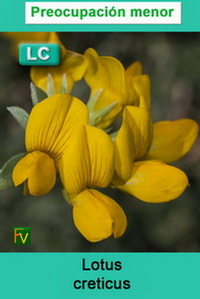 Lotus creticus