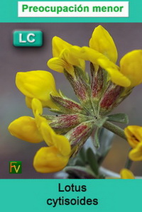 Lotus cytisoides