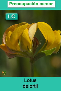 Lotus delortii