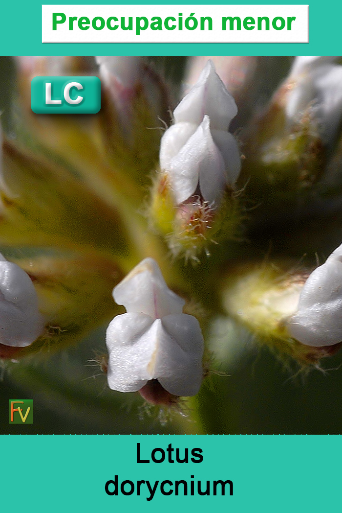 Lotus dorycnium