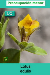 Lotus edulis