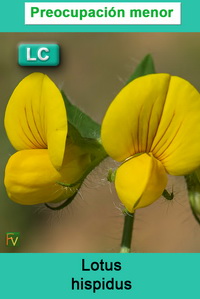 Lotus hispidus