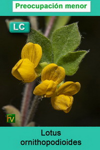 Lotus ornithopodioides