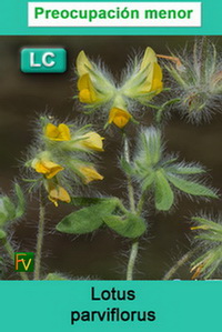 Lotus parviflorus