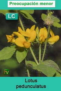 Lotus pedunculatus