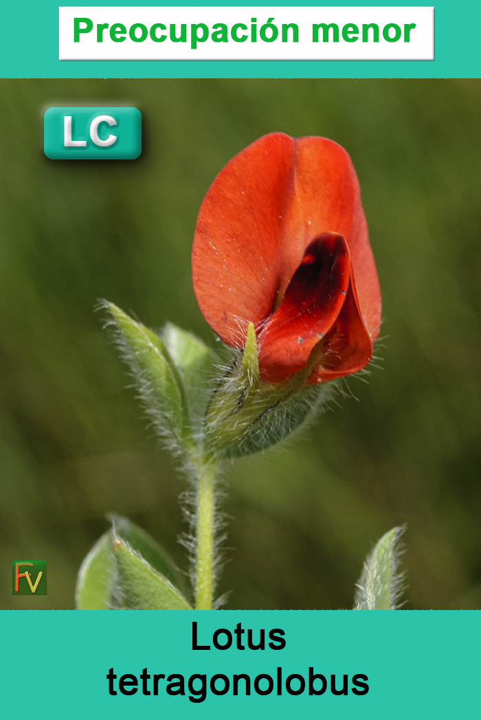 Lotus tetragonolobus