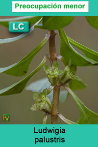 Ludwigia palustris