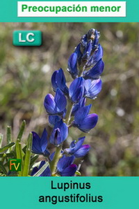 Lupinus angustifolius
