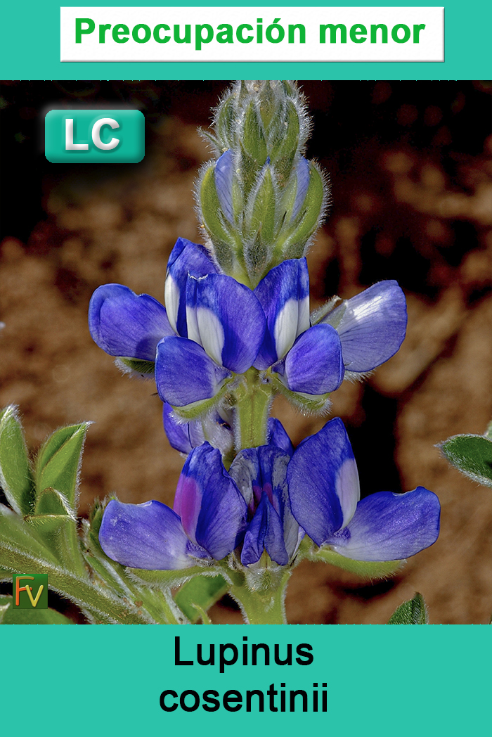 Lupinus cosentinii