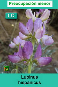 Lupinus hispanicus