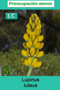 Lupinus luteus