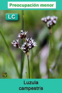 Luzula campestris