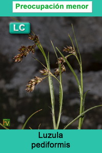 Luzula pediformis