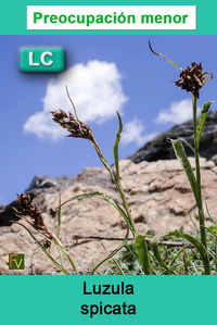 Luzula spicata