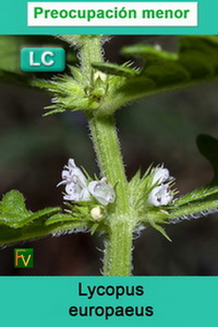 Lycopus europaeus