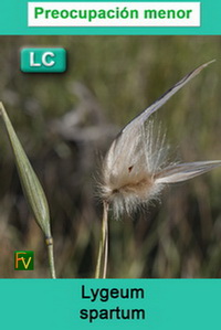 Lygeum spartum