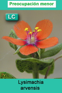 Lysimachia arvensis