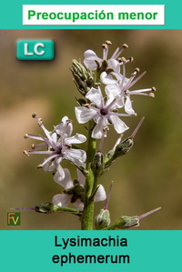 Lysimachia ephemerum