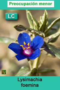 Lysimachia foemina