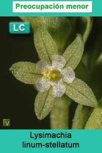 Lysimachia linum stellatum