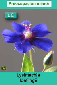 Lysimachia loeflingii