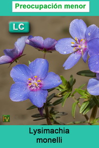 Lysimachia monelli