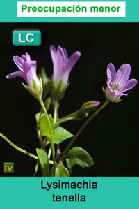Lysimachia tenella