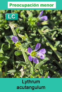 Lythrum acutangulum