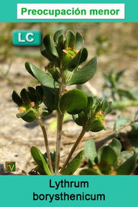 Lythrum borysthenicum