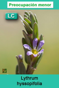 Lythrum hyssopifolia