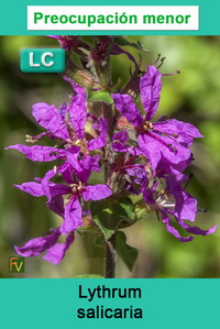 Lythrum salicaria