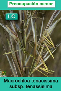 Macrochloa tenacissima tenassisima