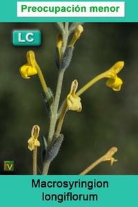 Macrosyringion longiflorum
