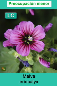 Malca eriocalys