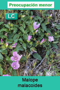 Malope malacoides