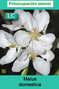 Malus domestica