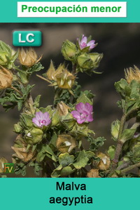Malva aegyptia