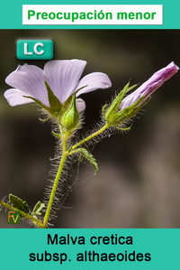 Malva cretica althaeoides